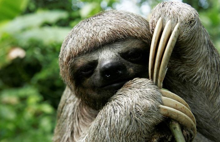 take it slow sloth