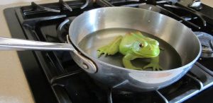 frog-in-hot-water